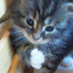 Kociak Maine Coon