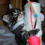 Kociak Maine Coon