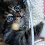 Kociak Maine Coon
