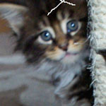 Kociak Maine Coon