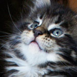 Kociak Maine Coon