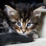 Kociak Maine Coon