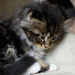 Kociak Maine Coon