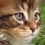 Kociak Maine Coon