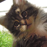 Kociak Maine Coon