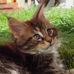 Kociak Maine Coon