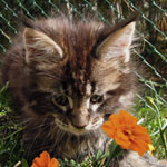 Kociak Maine Coon