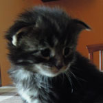 Kociak Maine Coon