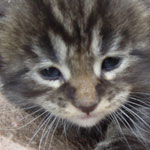 Kociak Maine Coon