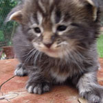 Kociak Maine Coon
