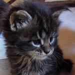 Kociak Maine Coon