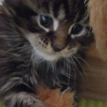 Kociak Maine Coon