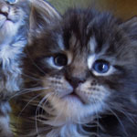 Kociak Maine Coon
