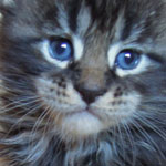 Kociak Maine Coon
