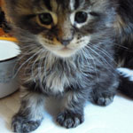 Kociak Maine Coon
