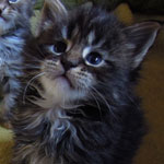 Kociak Maine Coon