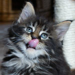 Kociak Maine Coon