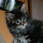 Kociak Maine Coon