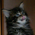 Kociak Maine Coon