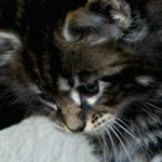 Kociak Maine Coon