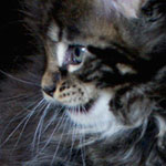 Kociak Maine Coon