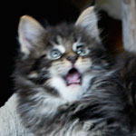 Kociak Maine Coon