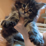 Kociak Maine Coon