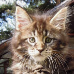 Kociak Maine Coon