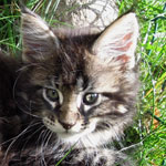 Kociak Maine Coon