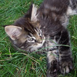 Kociak Maine Coon