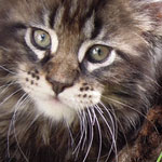 Kociak Maine Coon
