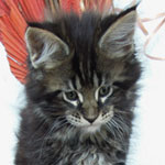 Kociak Maine Coon