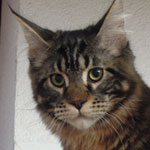 Kociak Maine Coon