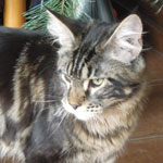Kociak Maine Coon