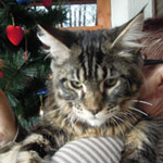 Kociak Maine Coon