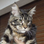 Mały Eragon - Maine Coon