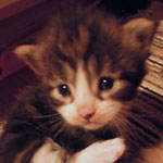 Kociak Maine Coon