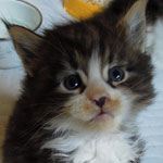 Kociak Maine Coon