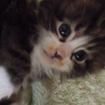 Kociak Maine Coon