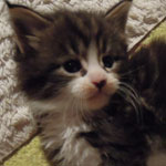 Kociak Maine Coon