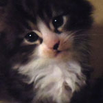 Kociak Maine Coon