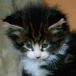 Kociak Maine Coon