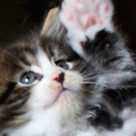 Kociak Maine Coon