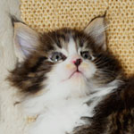 Kociak Maine Coon