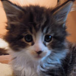 Kociak Maine Coon