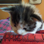 Kociak Maine Coon