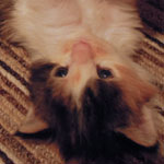 Kociak Maine Coon