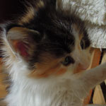 Mała Evita - Maine Coon