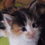 Kociak Maine Coon