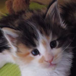Kociak Maine Coon